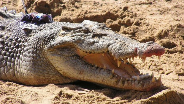 Unexpected bunker hazard ... Dougie Thompson is lucky to be alive after being attacked by a crocodile at a golf course in Cancun, Mexico.