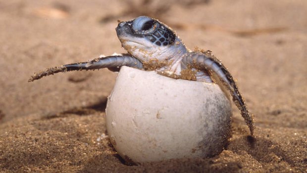 Leatherback turtle hatching.