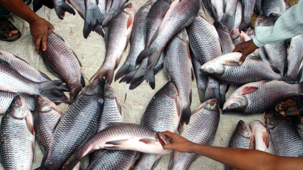 A warming world is likely to result in a smaller fish catch.