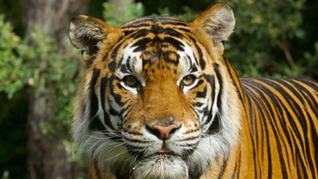 Kato the bengal tiger which has now been responsible for two attacks on handlers at Dreamworld.