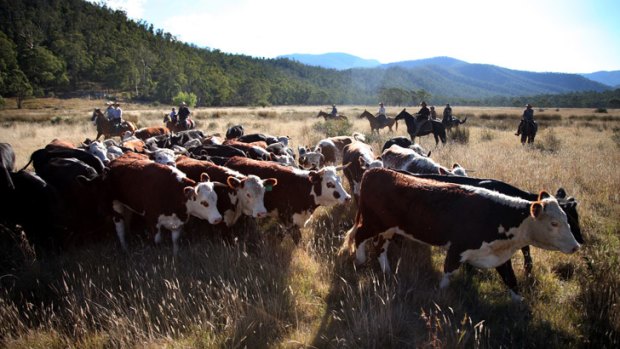 Cattle at the Wonnangatta trial site.
