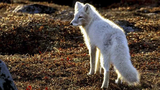 Terrified and fascinated ... an Arctic Fox.