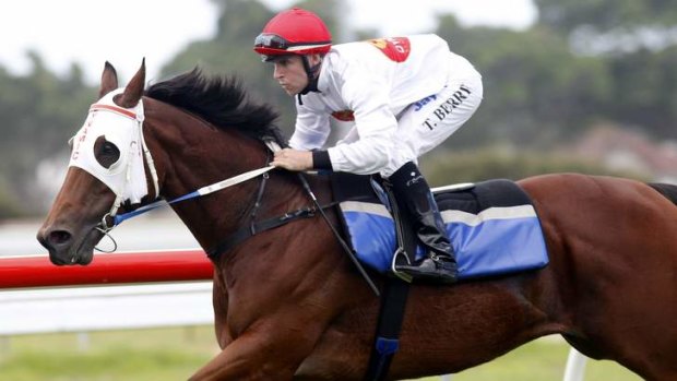 Exhibition gallop: trainer Darren Smith says Atomic Force is in good touch.
