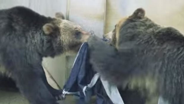 A pair of jeans "designed" by these bears have sold at auction for more than $500.