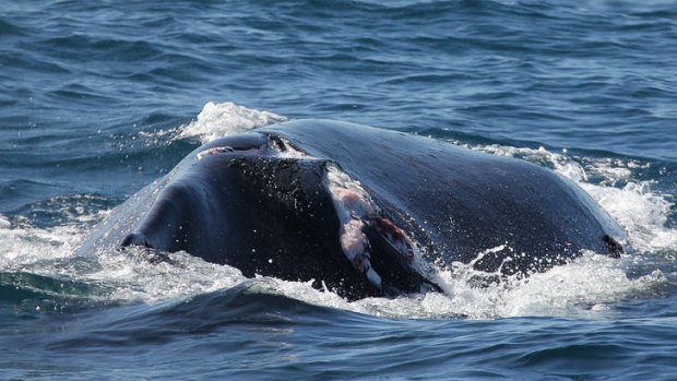 Whale-sized injury ... the humpback's 80-centimetre injury is visible.