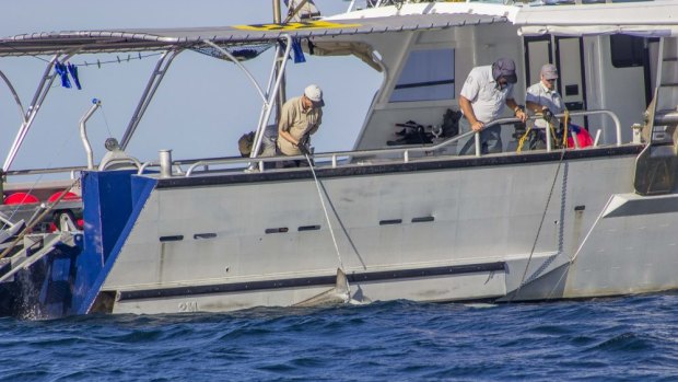 WA Department of Fisheries director-general Stuart Smith (tan shirt) actively involves himself with handling a shark caught on a drum line off the coast of WA. He was only meant to be observing.