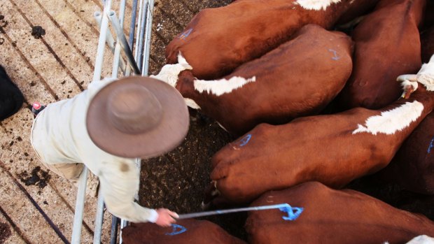 Rain has boosted demand for cattle breeders, particularly as appetite for grass-fed beef grows.