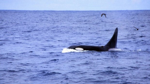 A killer whale surfaces.