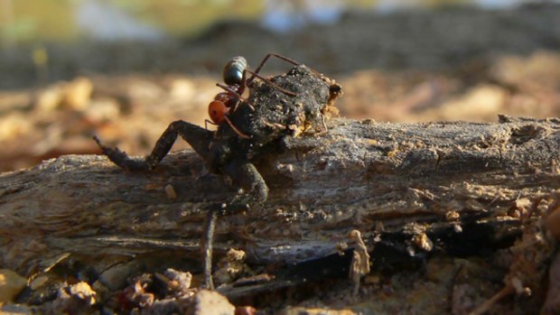 Formidable predators ... a meat ant takes on a cane toad.