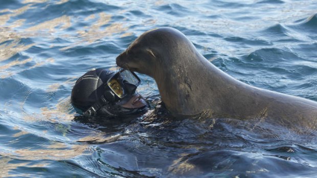 The sea lions' curiosity is insatiable.