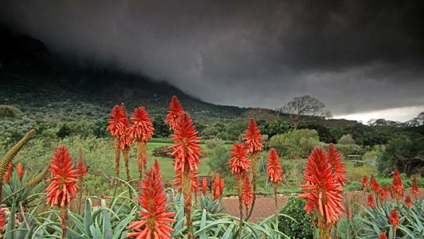 Bright life ... the eastern slopes of Table Mountain at Kirstenbosch National Botanical Garden.