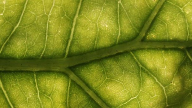 "Success sounds too good to be true. Artificial photosynthesis would provide a clean course of fuel - hydrogen - as well as carbohydrates for basic food."