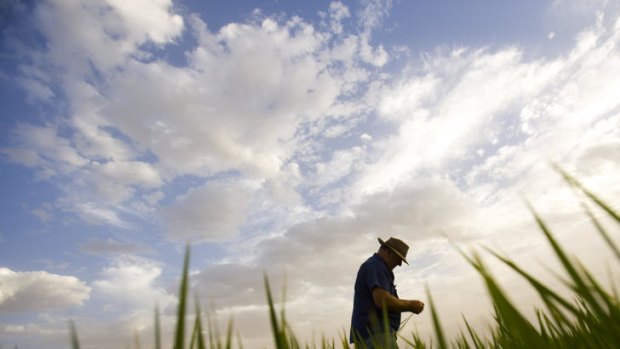 More than 1200 skilled jobs were lost from Australia's rice industry during the recent drought.