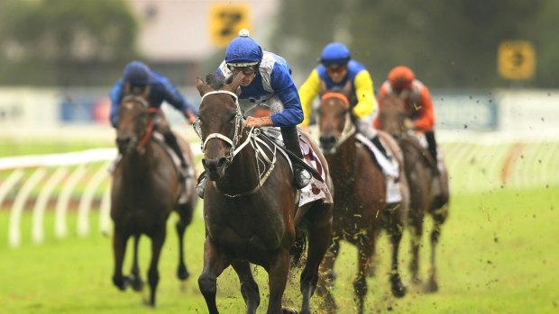 Donkey-licked: Hugh Bowman rides Winx to win the George Ryder Stakes.