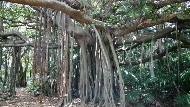 Ancient banyan trees on Lord Howe Island.