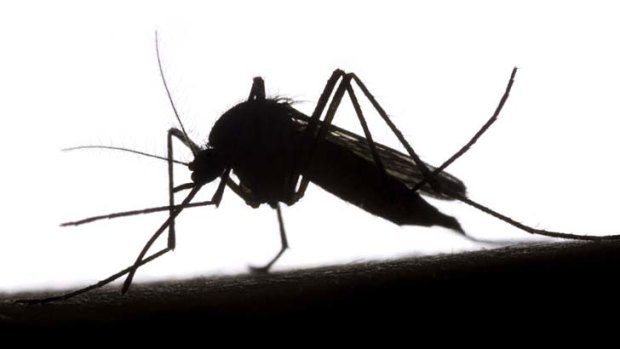 Dangerous pest ... mosquitoes carrying potentially deadly disease can steer people away from family holidays in Asia.