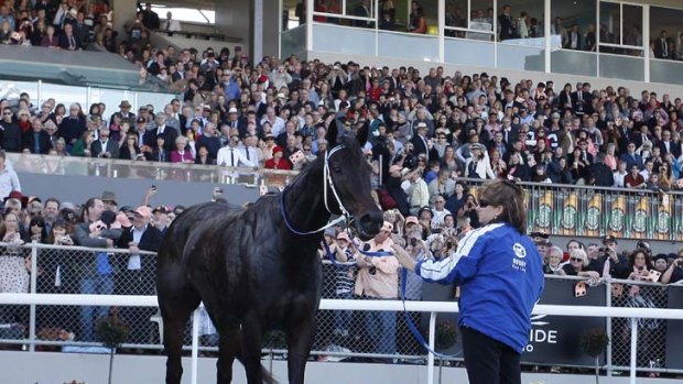 A well-oiled machine ... Black Caviar can now add the impressive feat of changing the time of an AFL match to her CV.