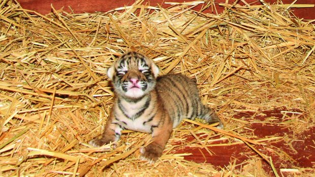 The male cub, yet to be named, arrived in time for Global Tiger Day celebrations on Wednesday.