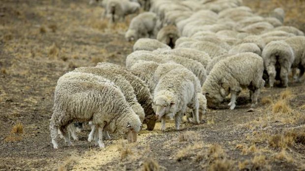 Graziers' emergency: Sheep eat feed given to them so they survive the drought affecting NSW.
