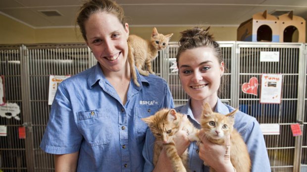 Just seven months ago ... Alicia Coutts and Lauren Gillan, with ginger kittens Mexico, Gingy, and Killer.