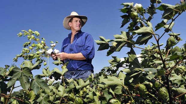 Cautiously optimistic ... cotton-grower Tim Gavin.