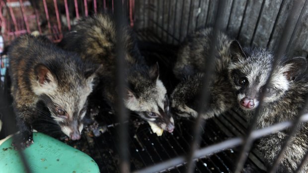 World Animal Protection says many caged civets show signs of stress and disease.