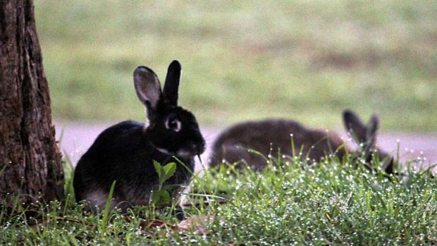 Back in town: Urban rabbits are better protected against calicivirus than their rural relatives, and the Sydney population has bred its way through three green years.