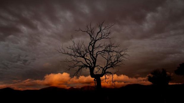 A dead tree in front of a dying storm south east of Canberra.