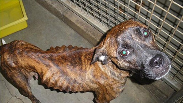 Cruel dog owner fined and banned from owning animals