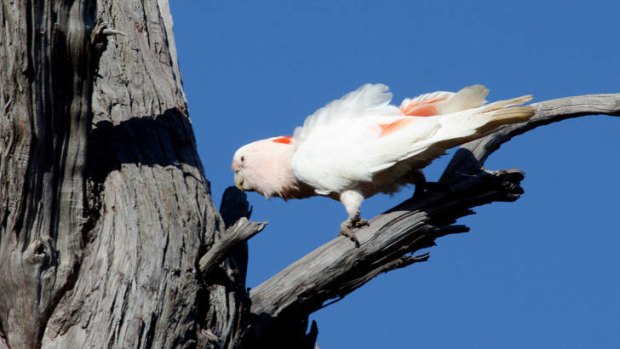 Major Mitchell's cockatoos are particular about their tree hollows.