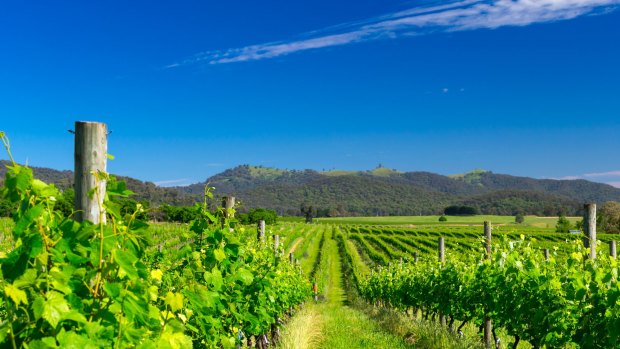Visitors can enjoy the flavours of Italy at Pizzini, one of five wineries on the 'Prosecco Road' in King Valley.