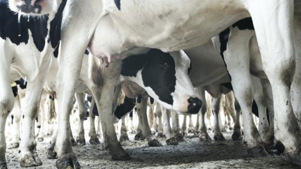In 2010 the US overtook Australia, knocking it to fourth place among the world's biggest dairy exporters.