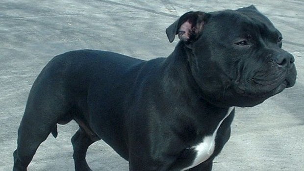 Staffordshire bull terriers are one of the breeds responsible for many of Brisbane's dog attacks.