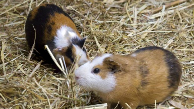 RSPCA are investigating the dumping of 60 guinea pigs in Furnissdale, a suburb south of Mandurah, on Tuesday