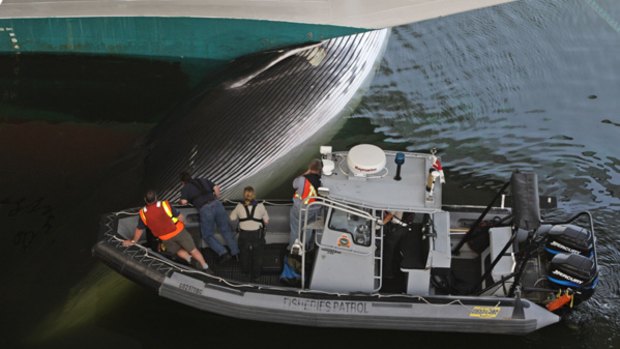 Canadian Department of Fisheries and Oceans officials inspect the carcass of a whale lodged in the bow of a Princess Cruise Lines ship after it docked in Vancouver.