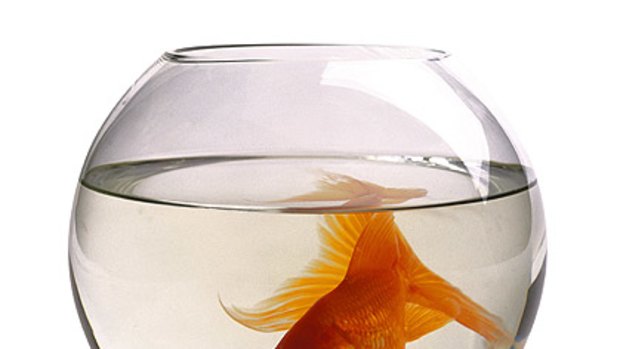 On the front line in the war against terror ... a goldfish.