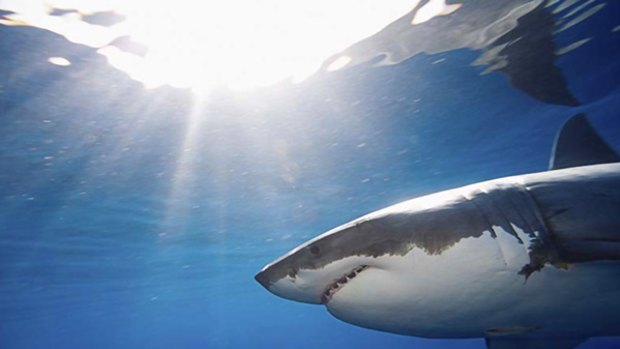 The world of great white sharks has long been a murky one, but satellites and acoustic tags, such as those implanted by CSIRO researchers, are shedding light on their secrets.