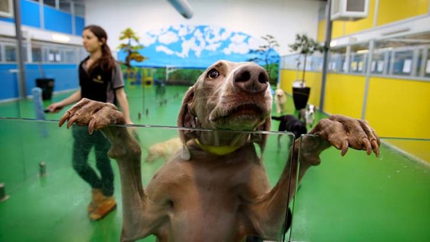 Luxury: Hanging out at Melbourne's Pets Hotel, which offers accommodation for pooches.