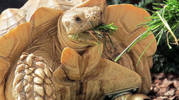 Gamera the tortoise shows off his new prosthetic leg, a $7 caster-wheel.