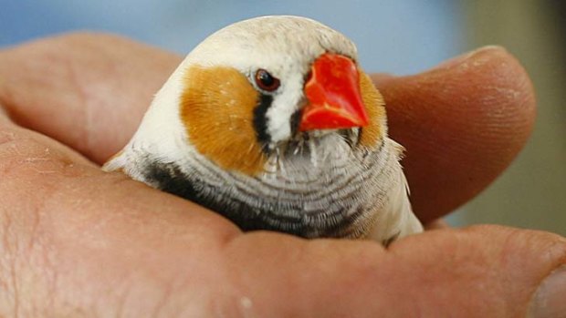 Smart student: zebra finches are sensitive to variations in human speech, such as changes in the pitch, volume and duration of spoken syllables,.