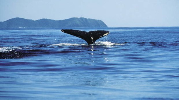 A humpback frolicking near Byron Bay.