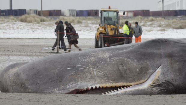 Stranded ... the dead sperm whale.