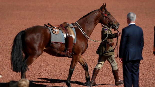 'Bill' The riderless horse marches past Prime Minister Malcolm Turnbull during the ANZAC Day national service at the Australian War Memorial in Canberra on Monday 25 April 2016. Photo: Alex Ellinghausen