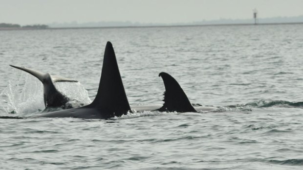 A pod of killer whales remained just off Fraser Island late Saturday, July 6.