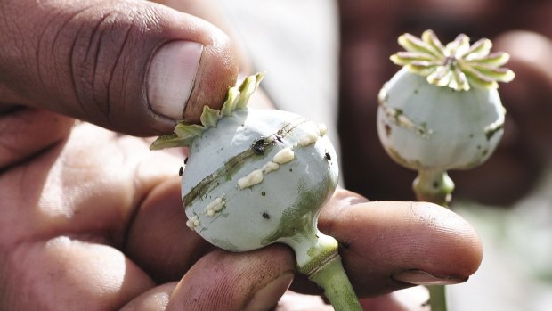 A poppy bulb in Mexico lanced to  extract the sap, used to make opium, and heroin.