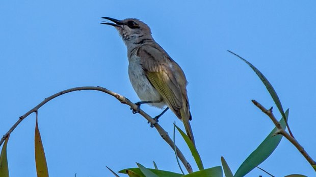 A brown honeyeater sings its morning chorus.