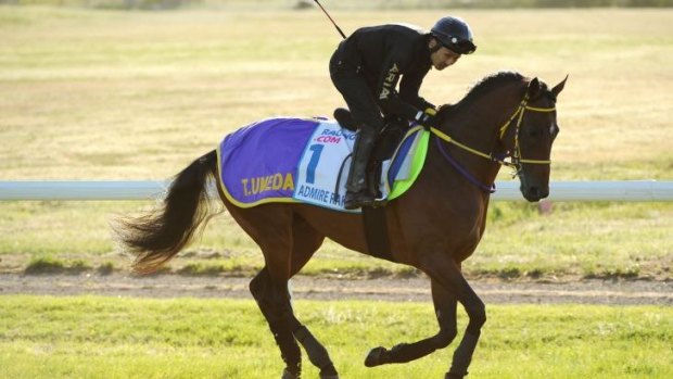 Easy does it: Admire Rakti, ridden by Kiyoshi Shikato, gets the feel of Werribee track during a working gallop on Wednesday.