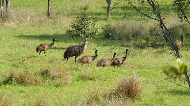 "There are 27 emus and several hundred kangaroos living on the site".