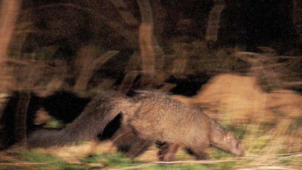Shot on the run ... the rarely seen - or photographed - Meller's mongoose.