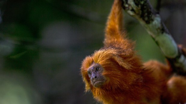 A golden lion tamarin: Brazil's monkey population is being decimated by mosquito-borne yellow fever; worse still, people are also killing monkeys mistakenly believing that the they are a vector for spreading the sickness.